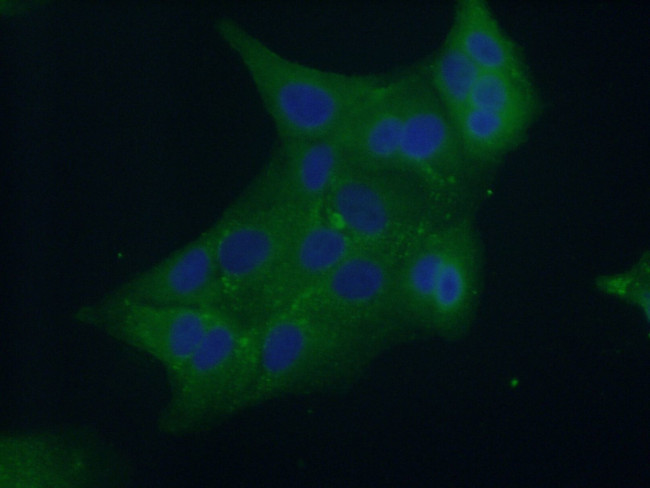 Syntaxin 7 Antibody in Immunocytochemistry (ICC/IF)