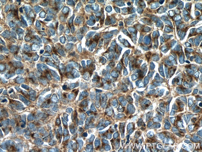 Syntaxin 7 Antibody in Immunohistochemistry (Paraffin) (IHC (P))