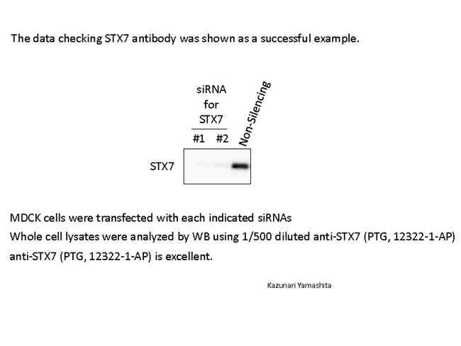 Syntaxin 7 Antibody in Western Blot (WB)