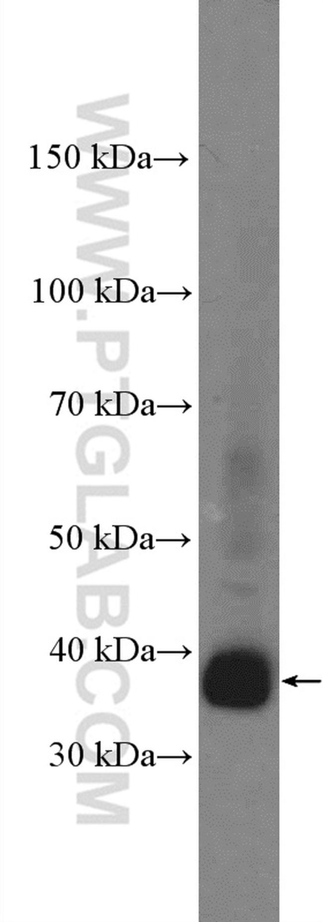 Syntaxin 7 Antibody in Western Blot (WB)