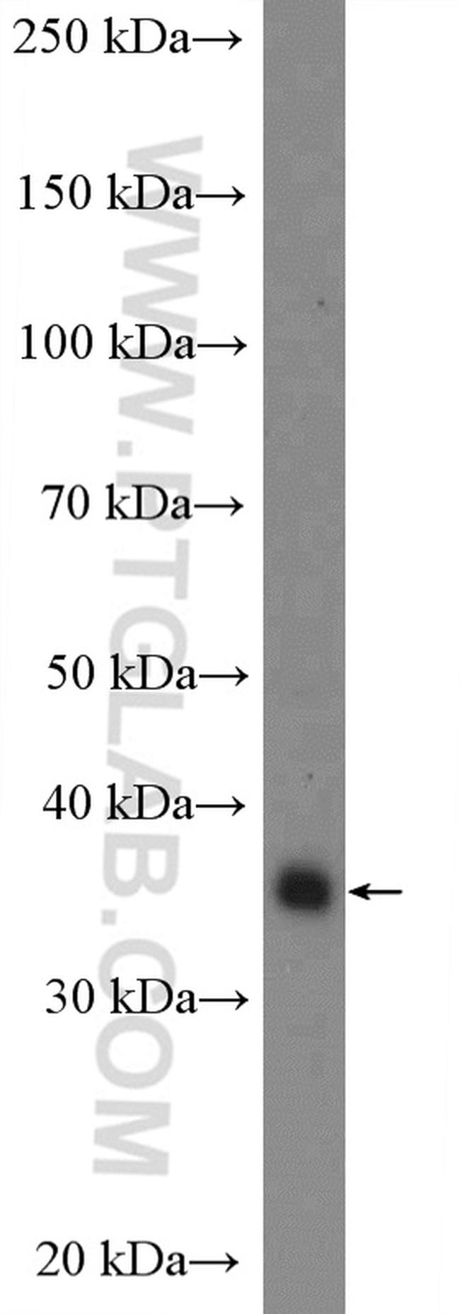 Syntaxin 7 Antibody in Western Blot (WB)