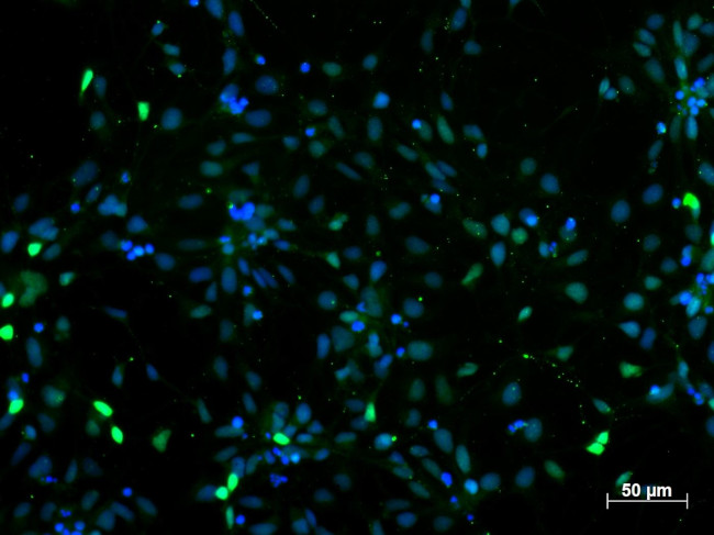 PAX6 Antibody in Immunocytochemistry (ICC/IF)