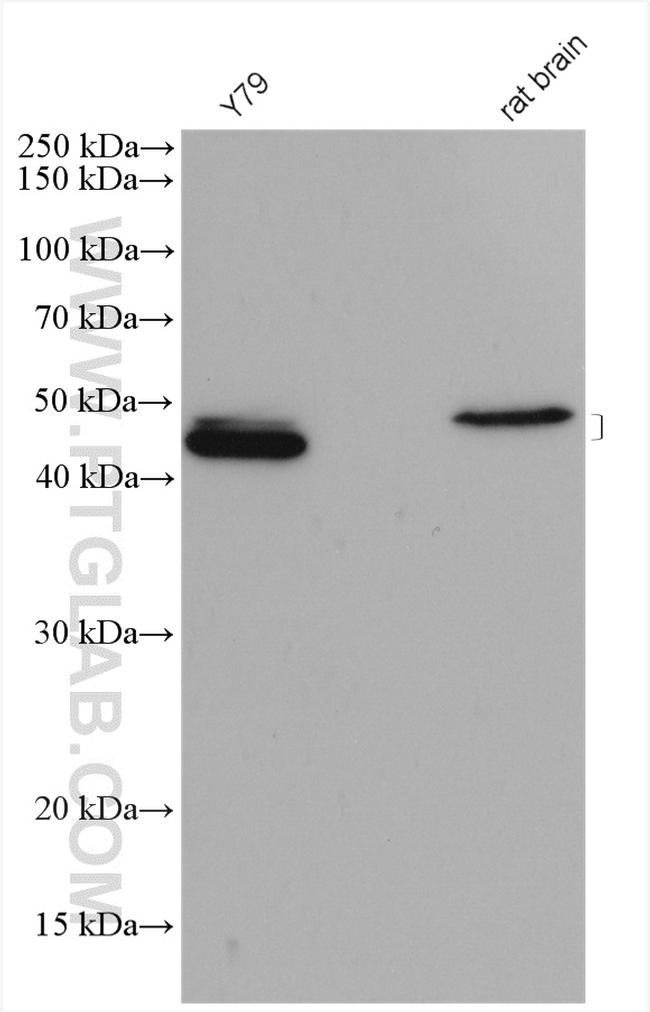 PAX6 Antibody in Western Blot (WB)