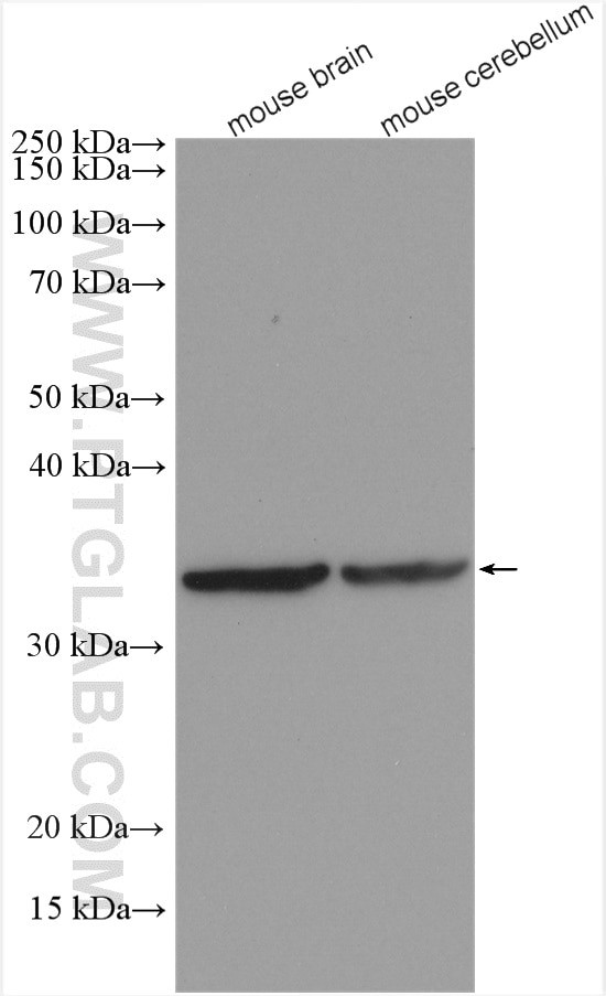 TWSG1 Antibody in Western Blot (WB)