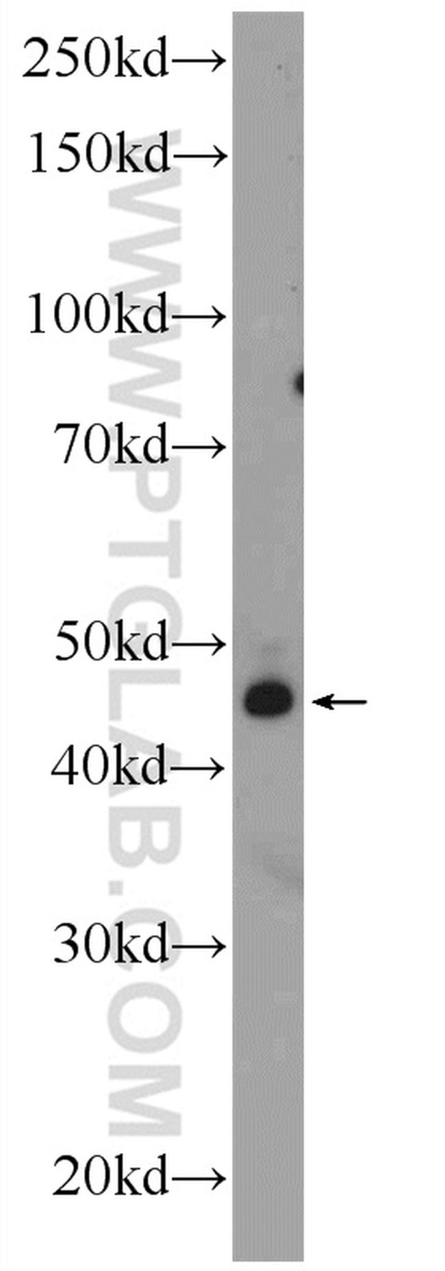 TWSG1 Antibody in Western Blot (WB)