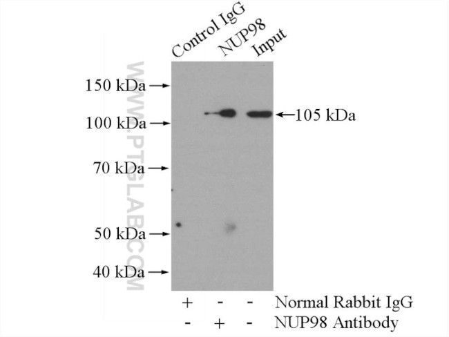 NUP98-NUP96 Antibody in Immunoprecipitation (IP)