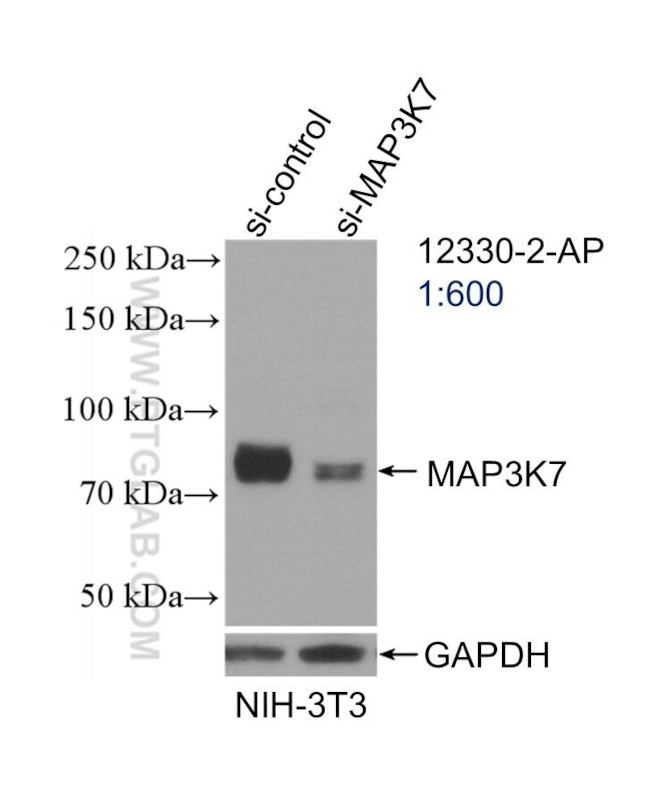 TAK1 Antibody in Western Blot (WB)