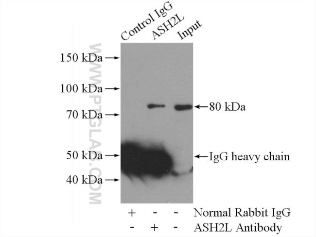 ASH2L Antibody in Immunoprecipitation (IP)