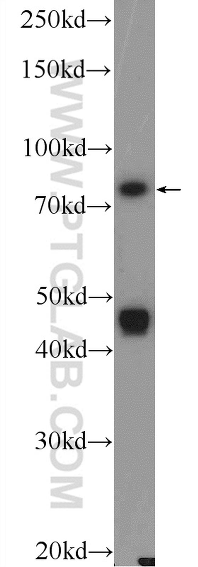 ASH2L Antibody in Western Blot (WB)