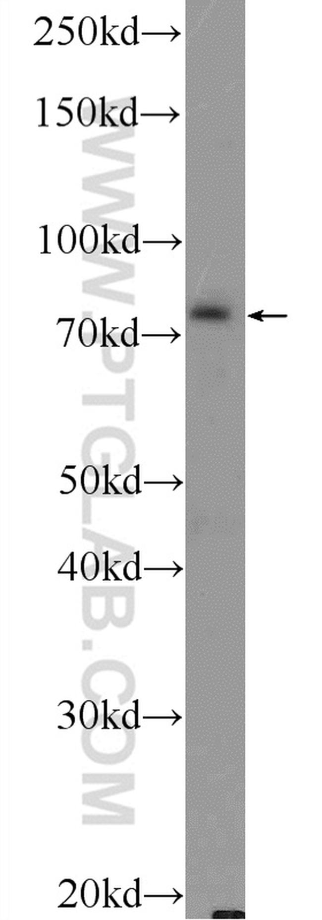 ASH2L Antibody in Western Blot (WB)