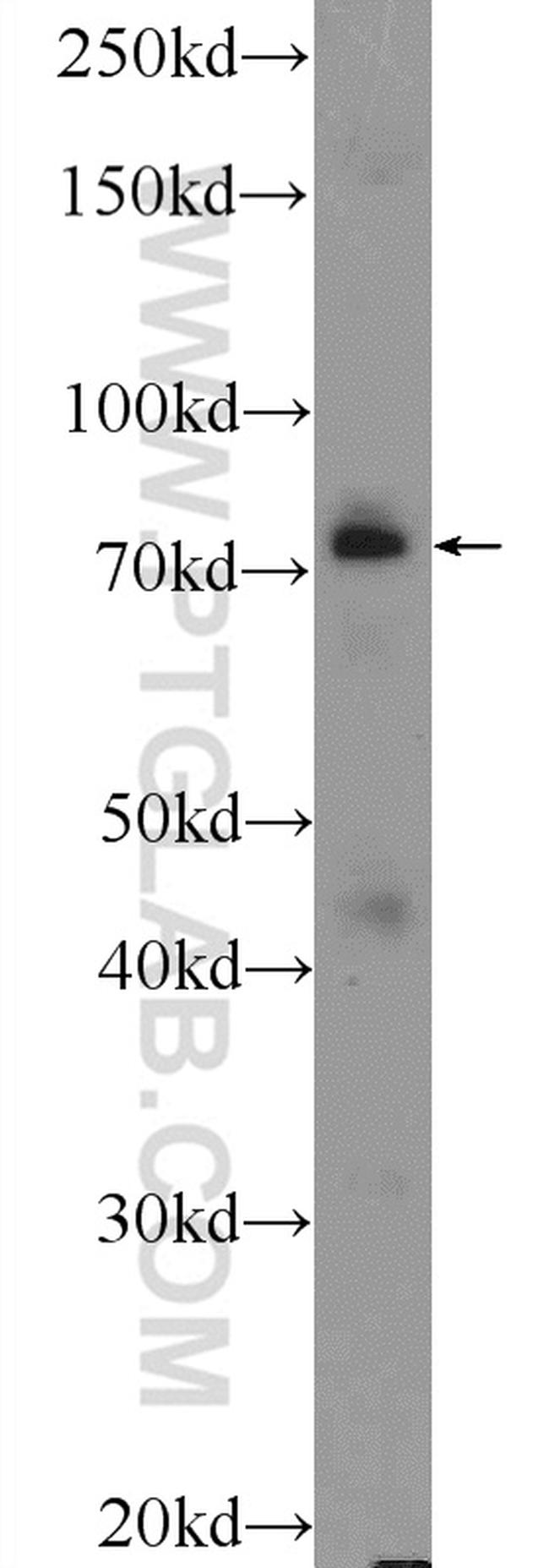 ASH2L Antibody in Western Blot (WB)