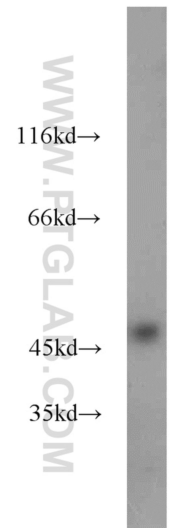 IDH1 Antibody in Western Blot (WB)