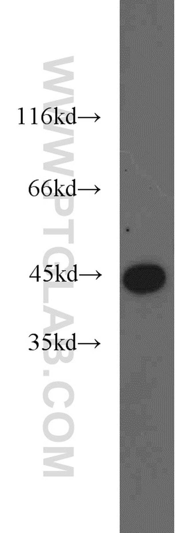 IDH1 Antibody in Western Blot (WB)