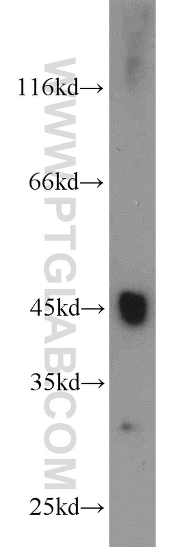 IDH1 Antibody in Western Blot (WB)