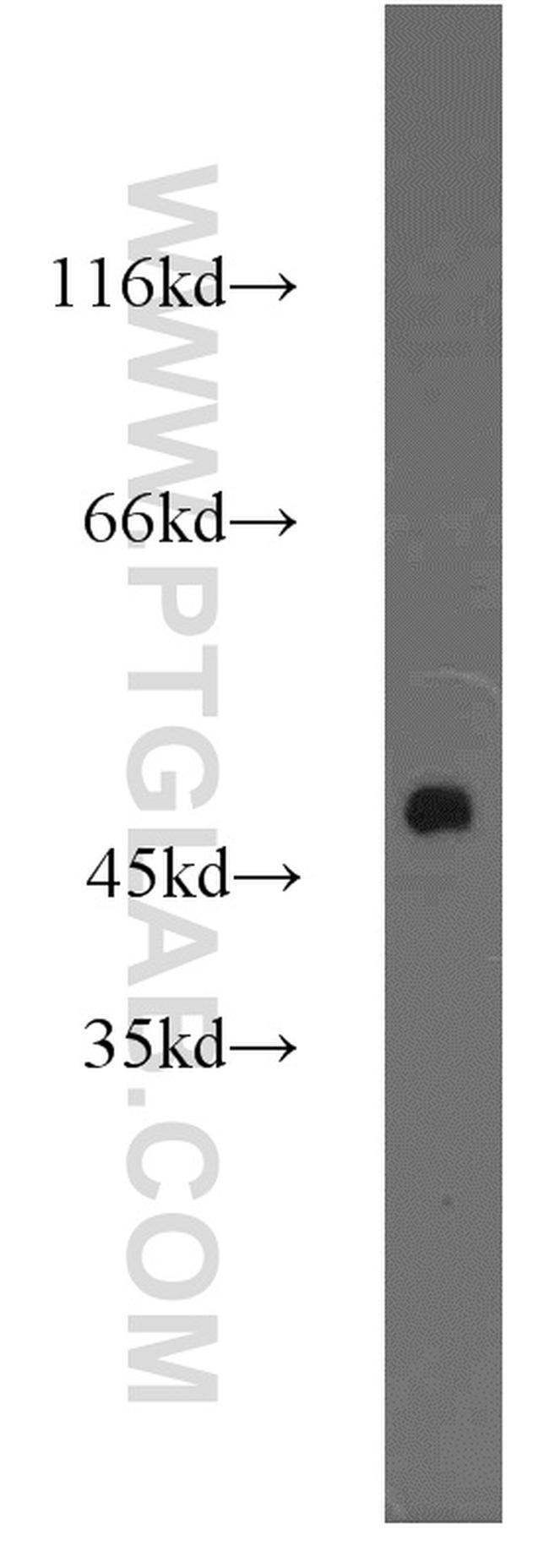 IDH1 Antibody in Western Blot (WB)