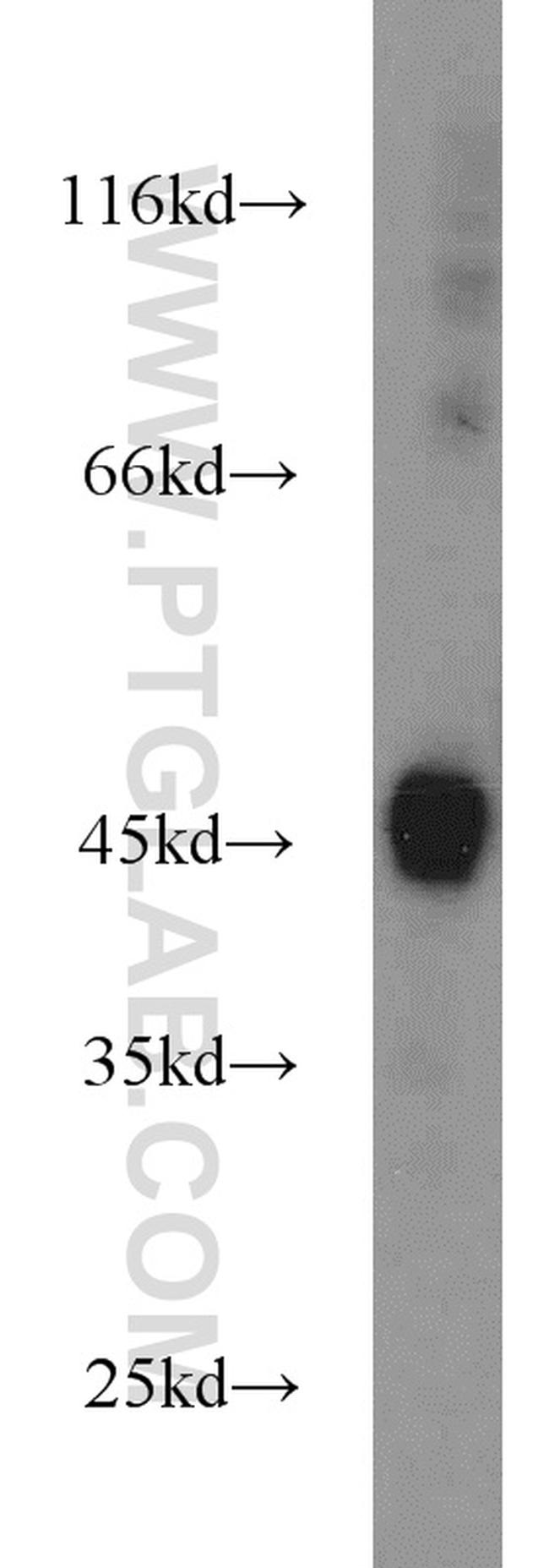 IDH1 Antibody in Western Blot (WB)