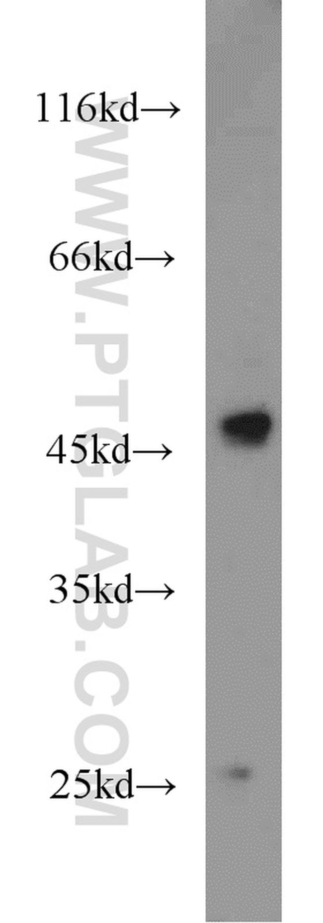 IDH1 Antibody in Western Blot (WB)