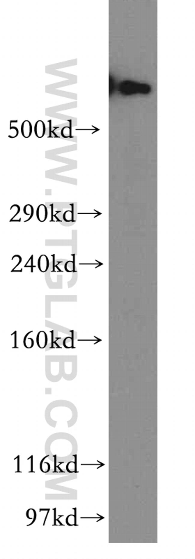 DYNC1H1 Antibody in Western Blot (WB)