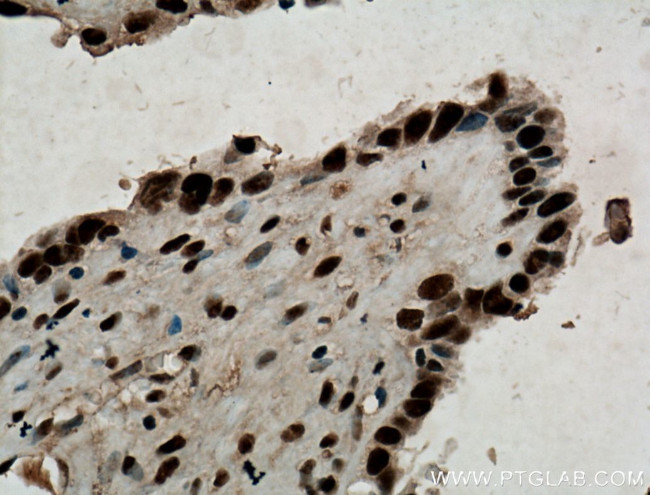 MAGOH Antibody in Immunohistochemistry (Paraffin) (IHC (P))