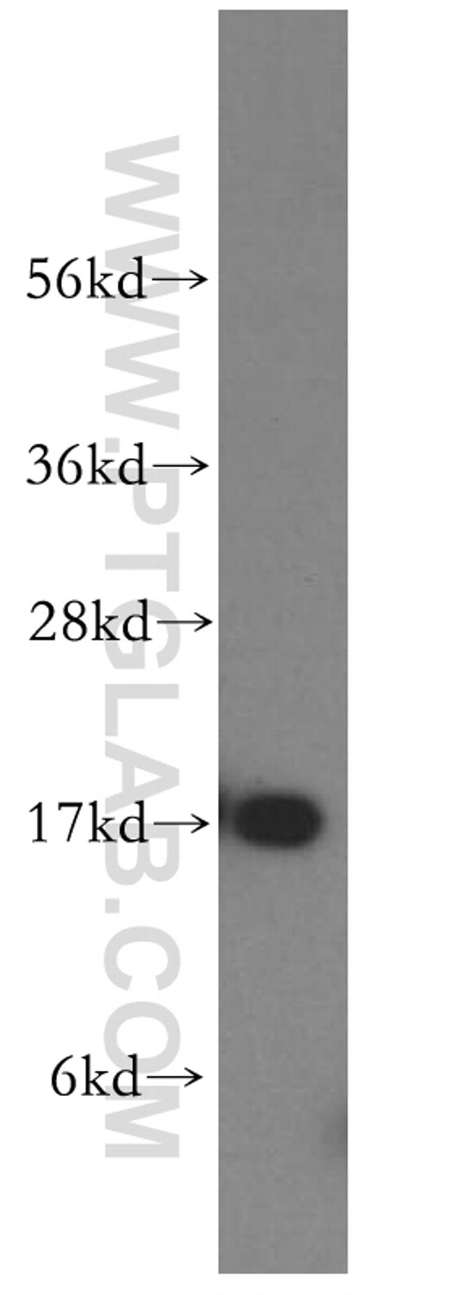 MAGOH Antibody in Western Blot (WB)