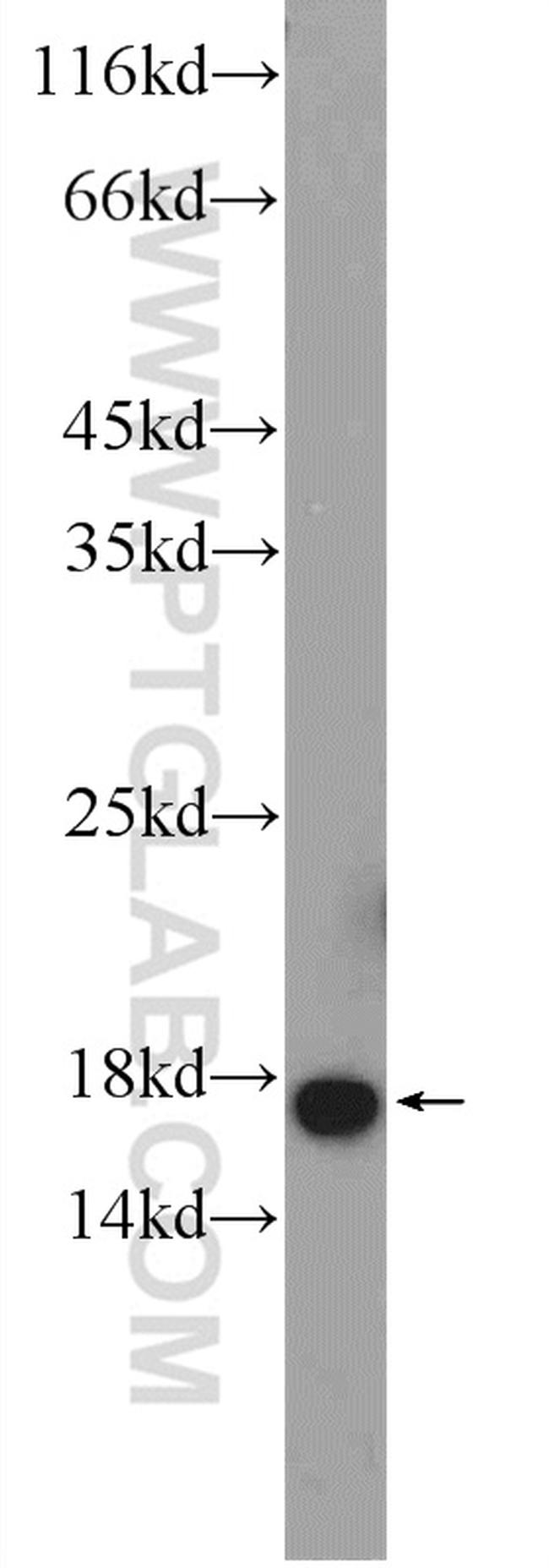 MAGOH Antibody in Western Blot (WB)