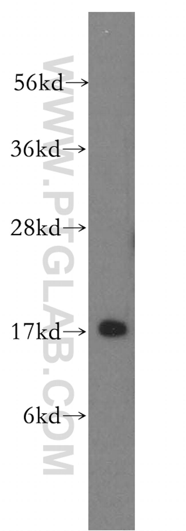 MAGOH Antibody in Western Blot (WB)