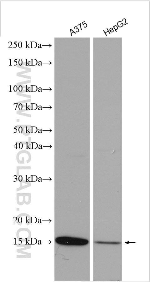 FABP5 Antibody in Western Blot (WB)