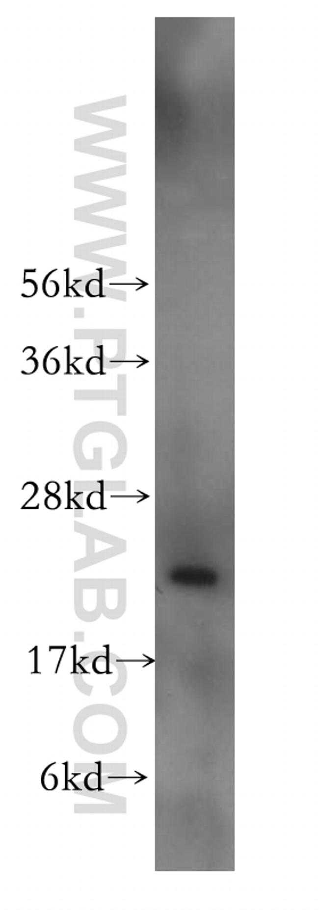 TAF12 Antibody in Western Blot (WB)