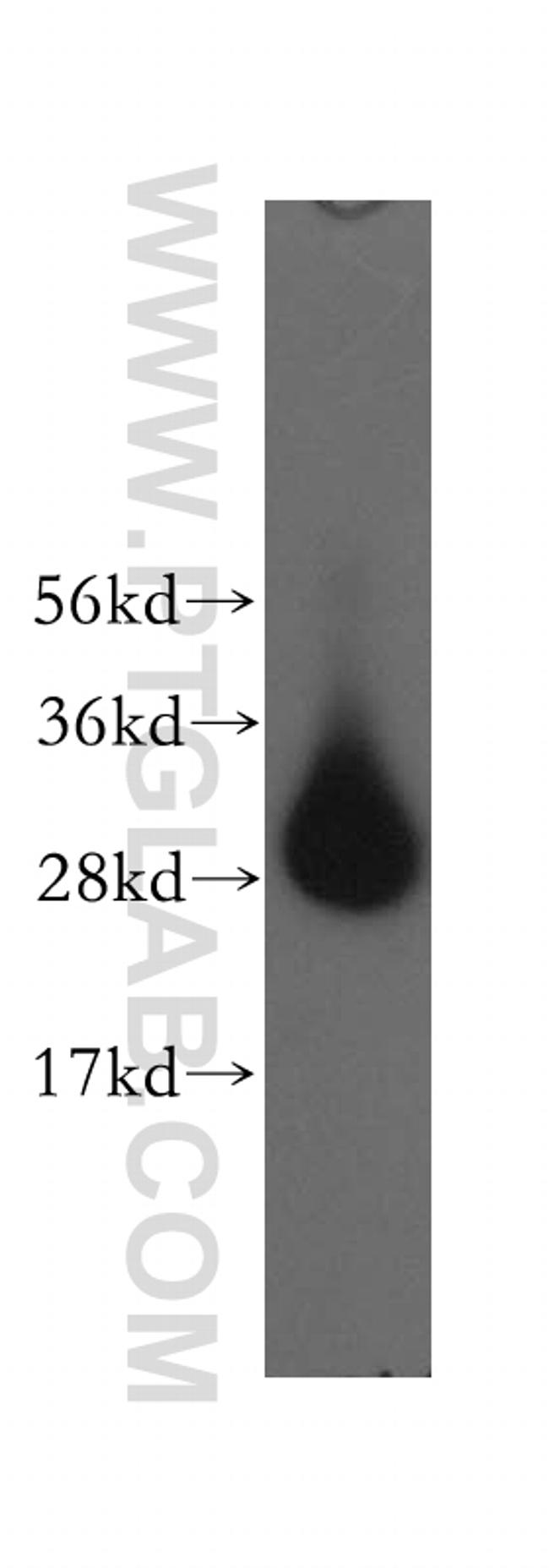 VTI1A Antibody in Western Blot (WB)