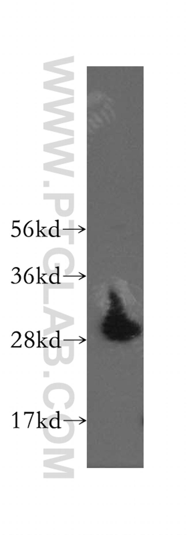 VTI1A Antibody in Western Blot (WB)