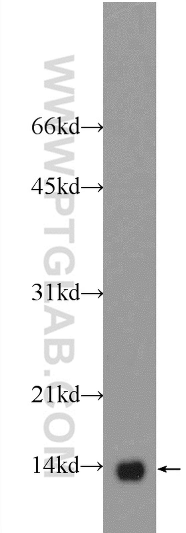 NDUFB3 Antibody in Western Blot (WB)