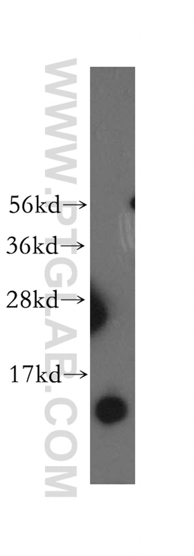 NDUFB3 Antibody in Western Blot (WB)