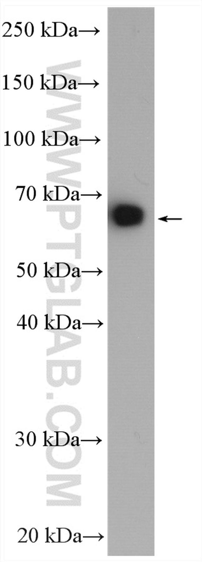 DNAJC1 Antibody in Western Blot (WB)