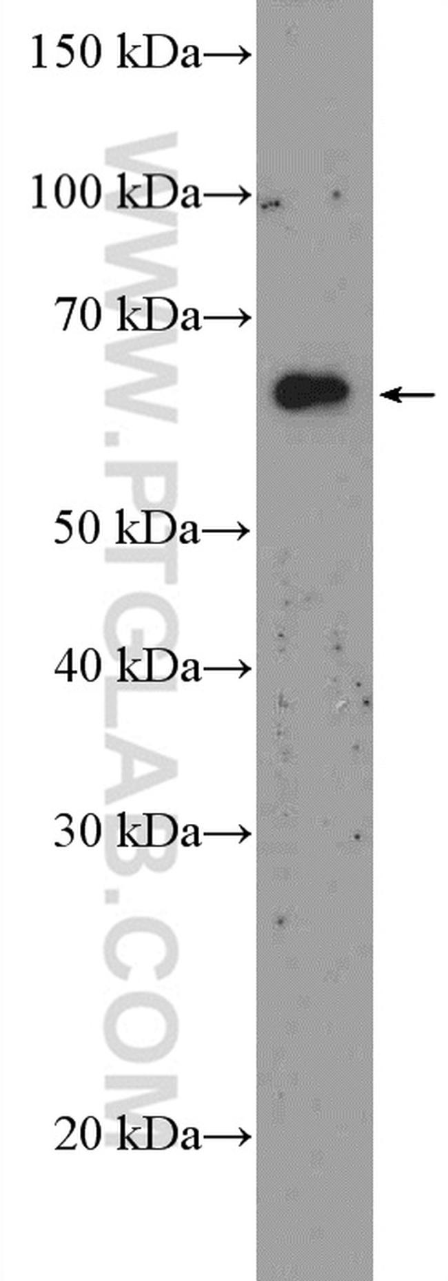 DNAJC1 Antibody in Western Blot (WB)