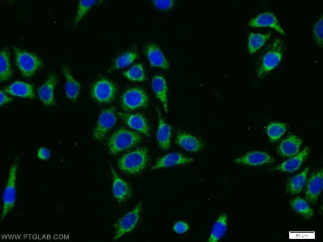 DPH2 Antibody in Immunocytochemistry (ICC/IF)