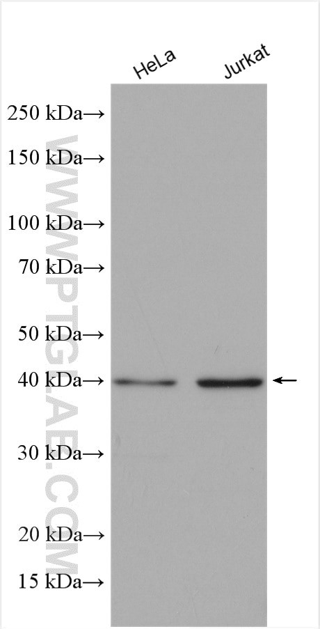 PINX1 Antibody in Western Blot (WB)