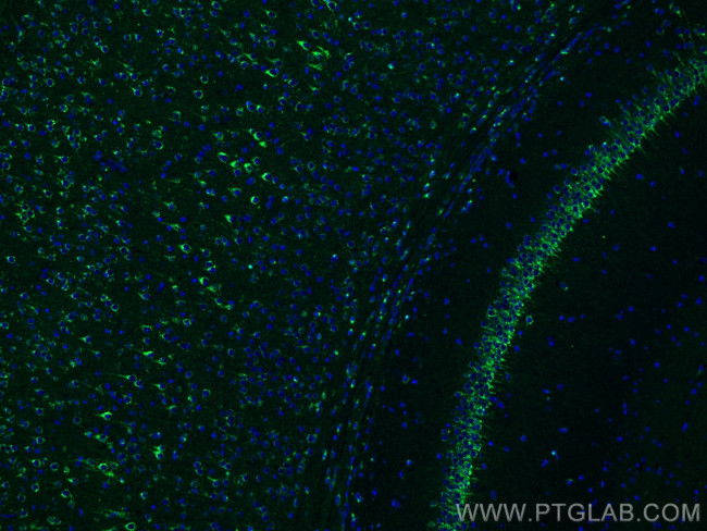 Sortilin Antibody in Immunohistochemistry (PFA fixed) (IHC (PFA))