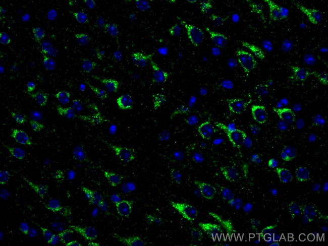 Sortilin Antibody in Immunohistochemistry (PFA fixed) (IHC (PFA))