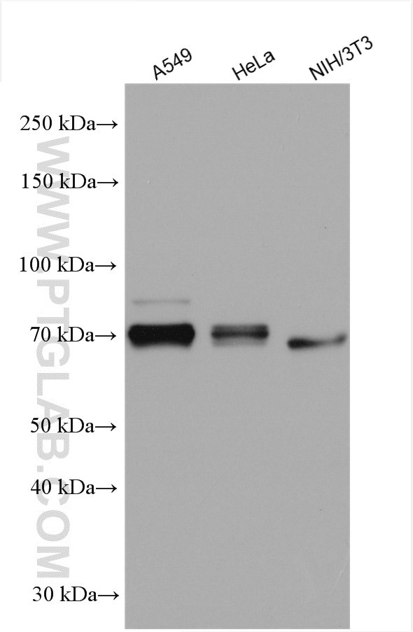 COX2 Antibody in Western Blot (WB)