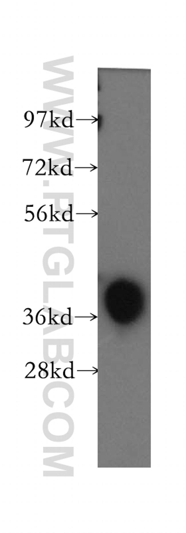 TALDO1 Antibody in Western Blot (WB)