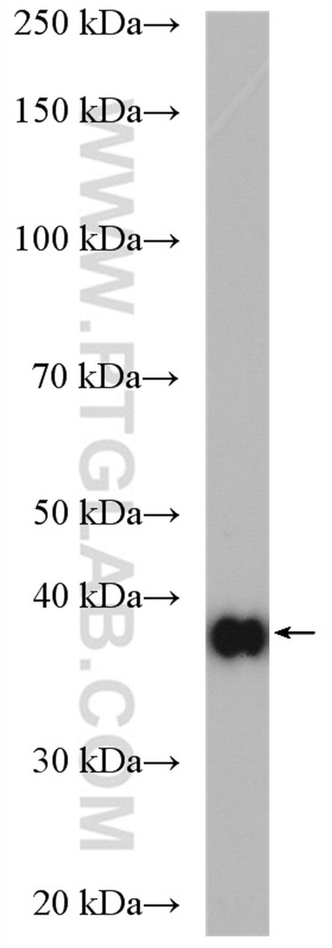 TALDO1 Antibody in Western Blot (WB)