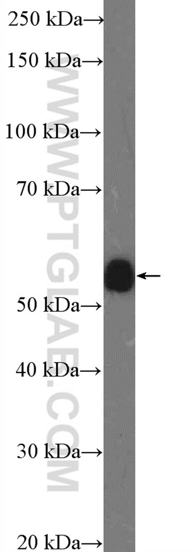 GPR183/EBI2 Antibody in Western Blot (WB)