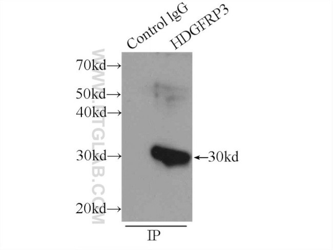 HDGFRP3 Antibody in Immunoprecipitation (IP)