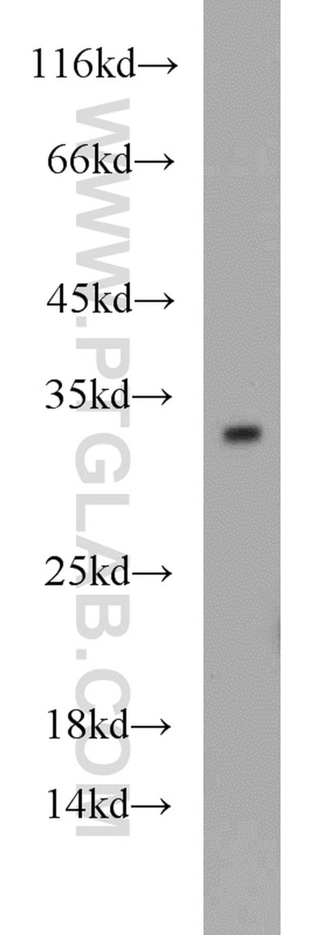 14-3-3 gamma Antibody in Western Blot (WB)