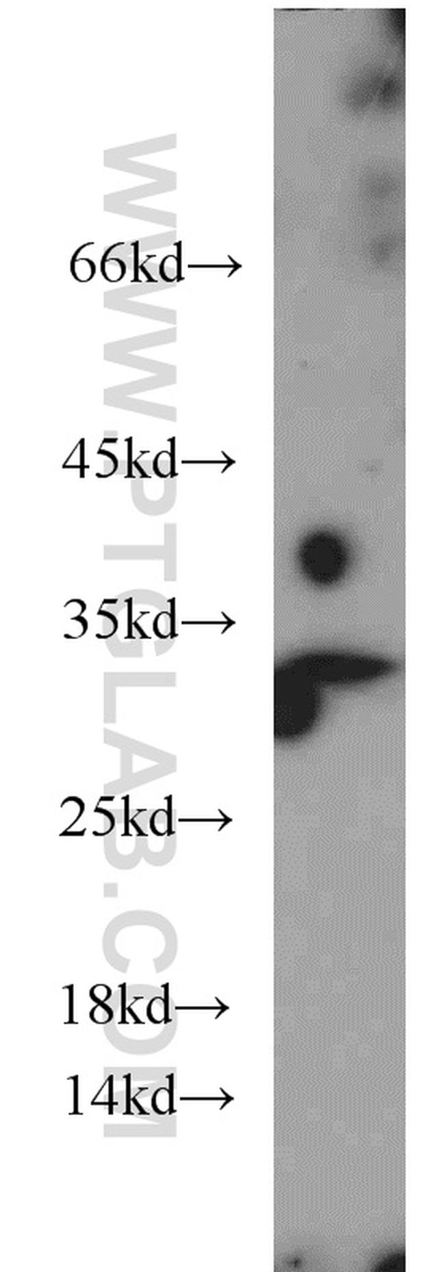 14-3-3 gamma Antibody in Western Blot (WB)