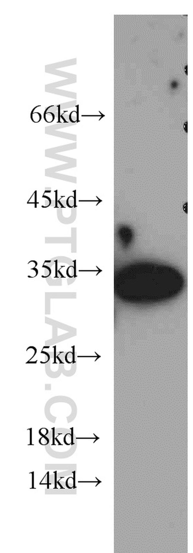 14-3-3 gamma Antibody in Western Blot (WB)