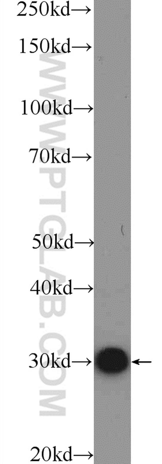 14-3-3 gamma Antibody in Western Blot (WB)