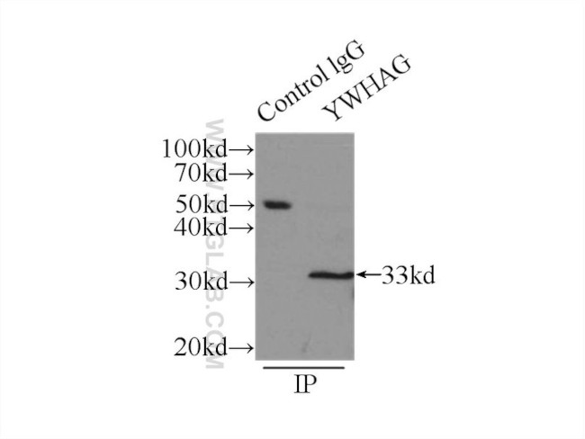 14-3-3 gamma Antibody in Immunoprecipitation (IP)