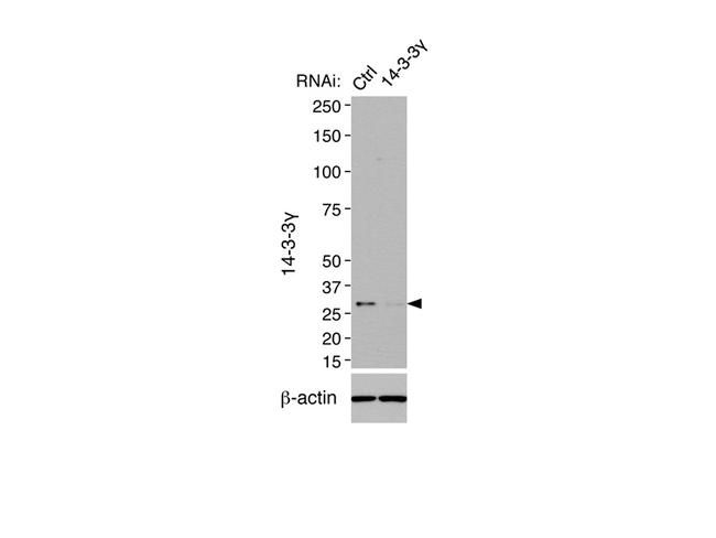 14-3-3 gamma Antibody in Western Blot (WB)