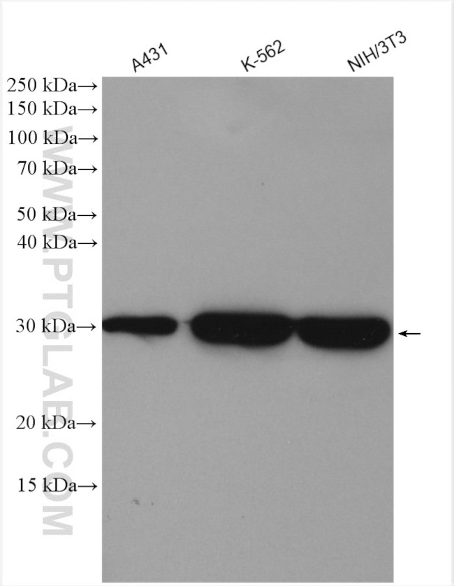 14-3-3 gamma Antibody in Western Blot (WB)